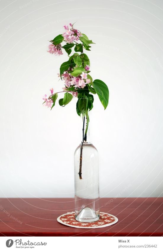 still lifes Decoration Table Flower Leaf Blossom Blossoming Fragrance Faded Pink Red Branch Twig Twigs and branches Vase Bottle Glassbottle Flower vase