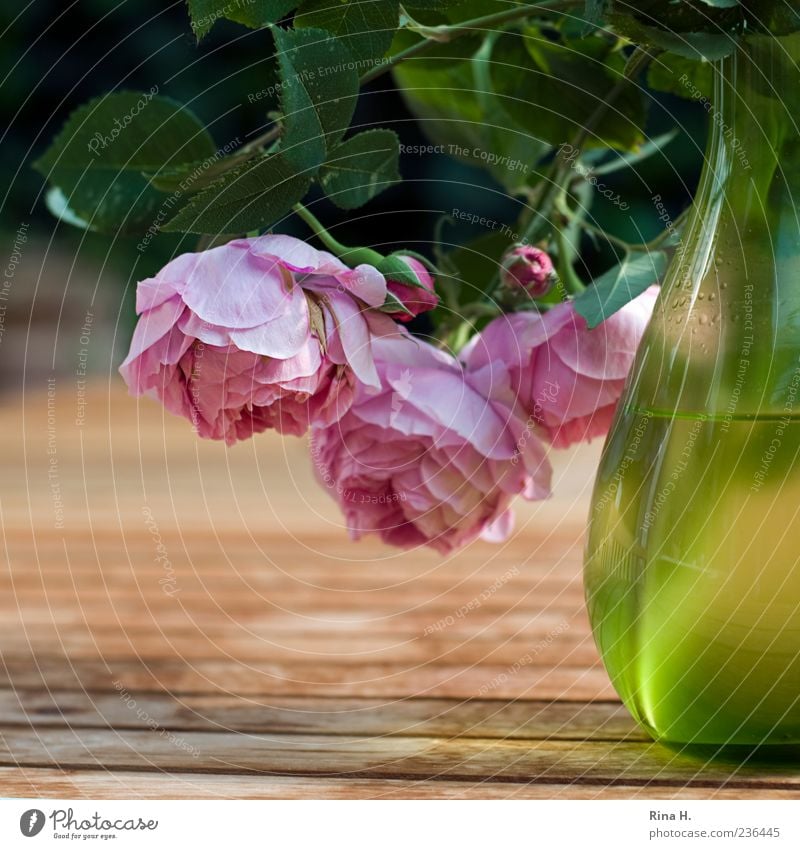 hangover Lifestyle Plant Spring Flower Rose Blossoming Hang Illuminate Esthetic Green Pink Spring fever Wooden table Garden Garden table Vase Bud Still Life