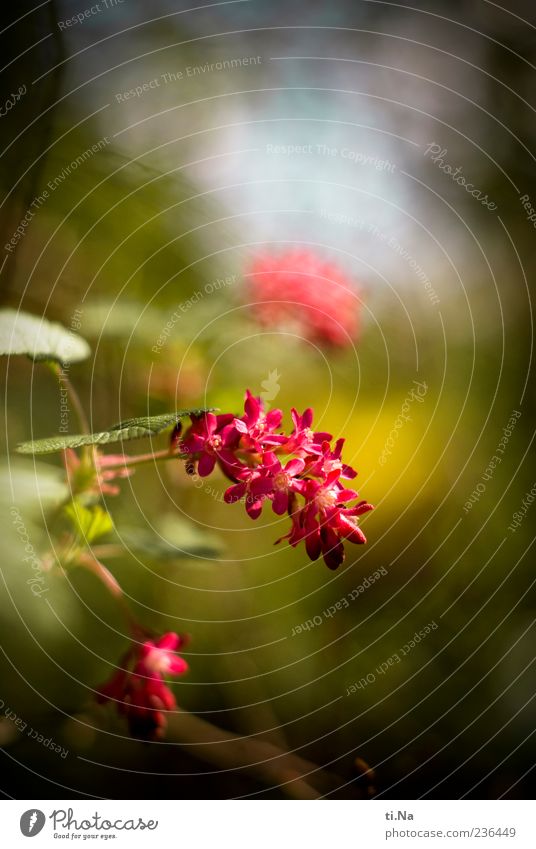 blood currant Plant Spring Bushes Flowering currant Garden Blossoming Growth Beautiful Spring fever Colour photo Multicoloured Close-up Copy Space top Day