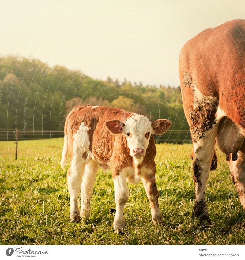 cowboy Environment Nature Animal Beautiful weather Grass Meadow Field Farm animal Cow Animal face 2 Baby animal Funny Cute Curiosity Calf Cattle Pasture