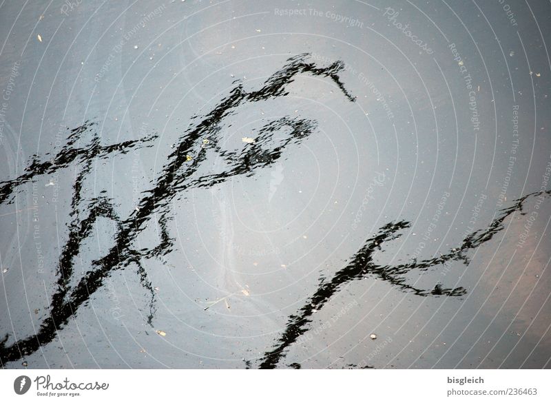 Tree under Water Branch Lake Blue Black Reflection Distorted Colour photo Subdued colour Exterior shot Deserted Day Bird's-eye view Twigs and branches