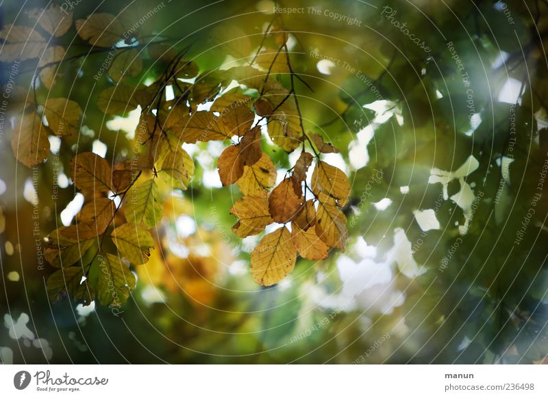 Photo of Blätterdach Nature Autumn Tree Leaf Twigs and branches Beautiful Colour photo Exterior shot Deserted Copy Space right Day Sunlight Green Leaf canopy