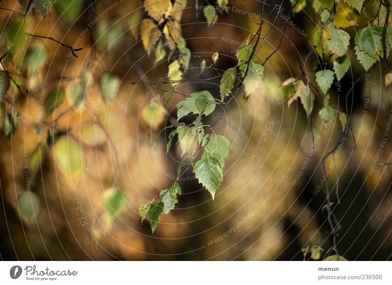 Photo of birch leaves Autumn Leaf Birch tree Twigs and branches Beautiful Colour photo Exterior shot Deserted Day Birch leaves Sagging Blur