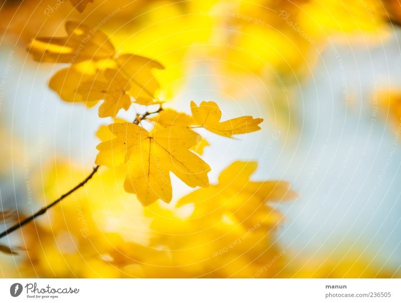 Photo of yellow maple Nature Autumn Leaf Maple leaf Bright Beautiful Yellow Colour photo Exterior shot Deserted Sunlight Blur Autumnal Autumn leaves