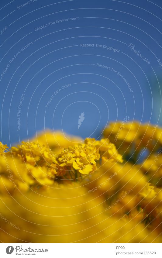 sunny prospects Nature Plant Sky Sunlight Spring Beautiful weather Flower Blossom Blue Yellow Colour photo Exterior shot Macro (Extreme close-up) Day Contrast