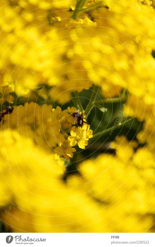 I would so like to be a bee... Nature Plant Animal Sunlight Flower Blossom Wild animal 1 Yellow Green Colour photo Exterior shot Close-up Deserted Day Contrast