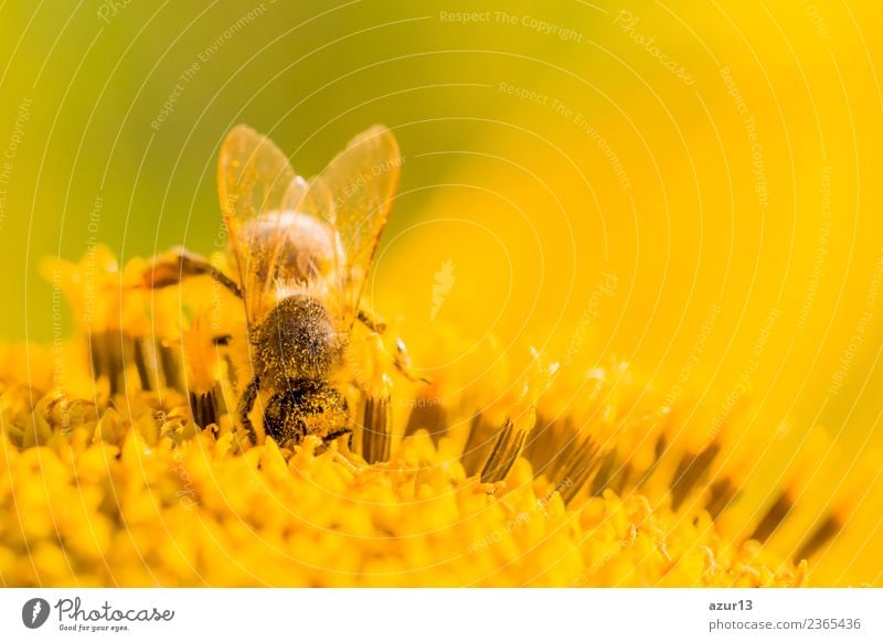 Macro honey bee collects deep yellow pollen on sunflower Body Hair and hairstyles Summer Environment Nature Plant Animal Sun Spring Climate Climate change