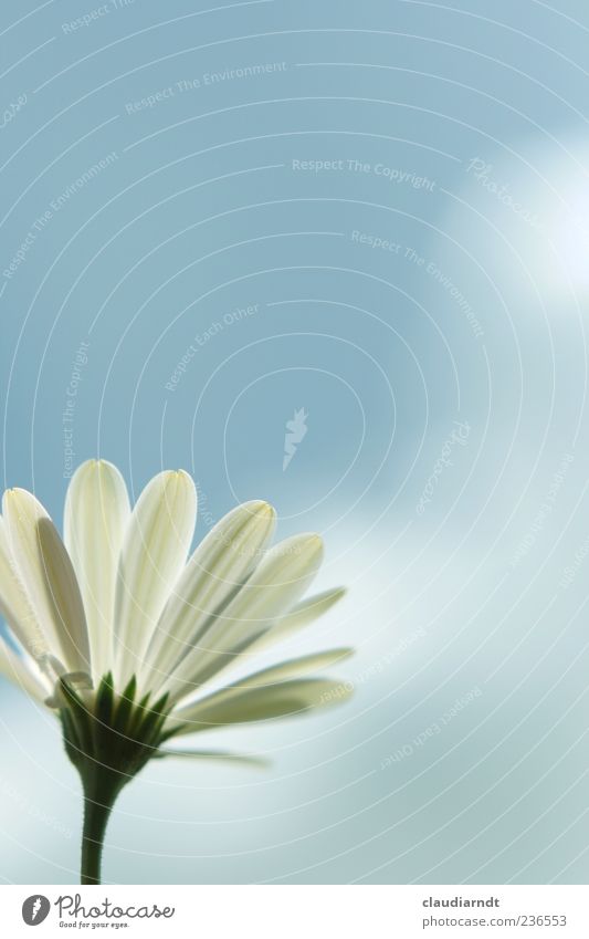 balcony flower Nature Plant Sky Clouds Summer Flower Blossom Marguerite Blossoming White Blossom leave Blur Simple Card Colour photo Exterior shot Detail