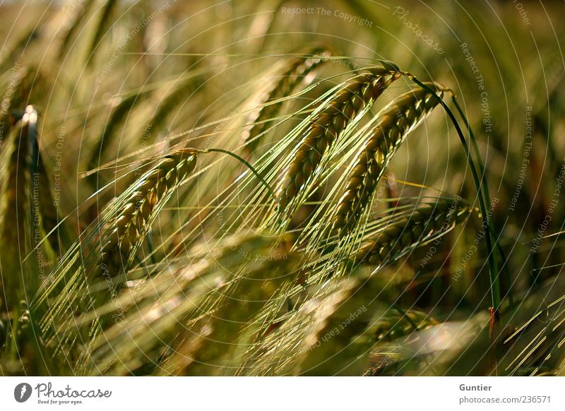 fields of grain Environment Nature Plant Grass Agricultural crop Grain field Ear of corn Field Brown Yellow Gold Black Food Nutrition Summer Organic farming