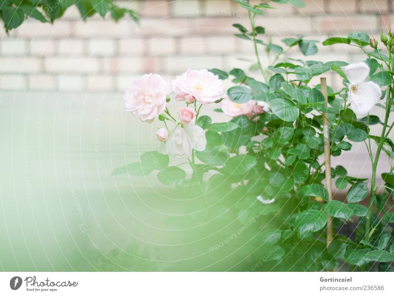 rose garden Nature Plant Flower Rose Leaf Blossom Garden Beautiful Rose garden Rose blossom Rose tree Brick wall Colour photo Exterior shot Deserted