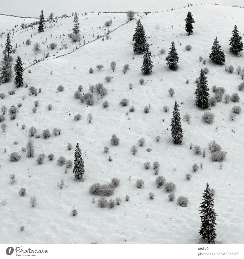 high forest Far-off places Environment Nature Landscape Plant Sky Horizon Climate Weather Beautiful weather Ice Frost Tree Bushes Foliage plant Wild plant