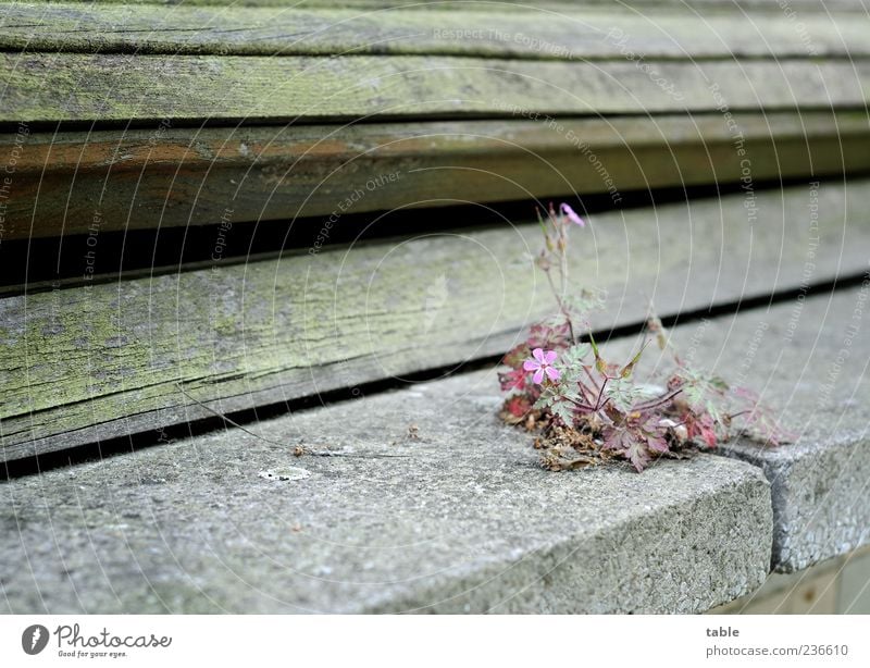 steadfast... Environment Nature Plant Leaf Blossom Wild plant Building Wall (barrier) Wall (building) Facade Window Windowsill Seam Shutter Roller blind Granite