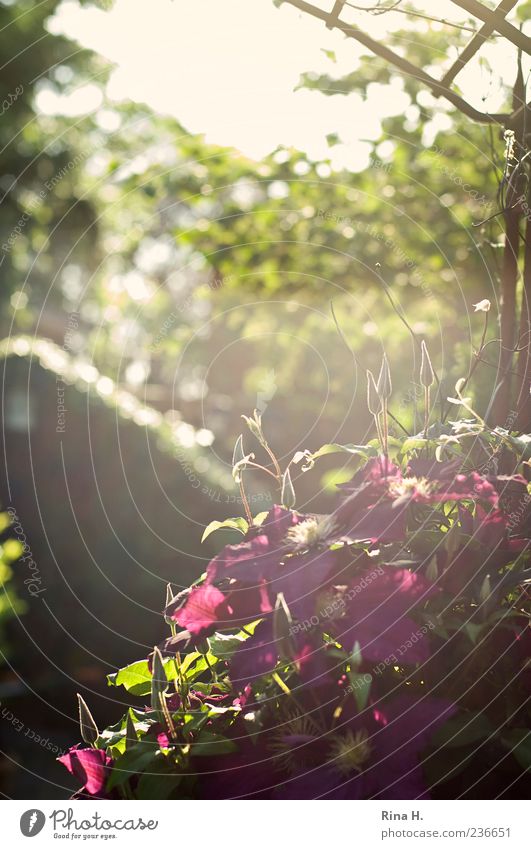 Clematis in backlighting Plant Spring Beautiful weather Flower Blossoming Authentic Natural Green Violet Spring fever Colour photo Exterior shot Deserted