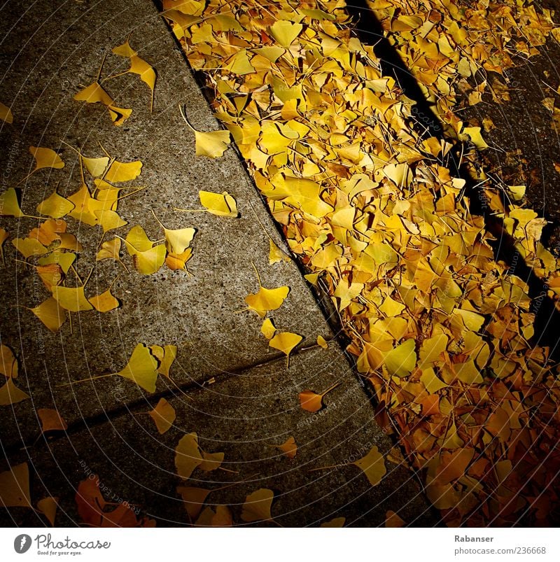 autumn leaves Nature Autumn Wind Tree Leaf Foliage plant Old town Park Cold Yellow Ground Sidewalk Concrete Street Autumnal Autumn leaves Autumnal colours