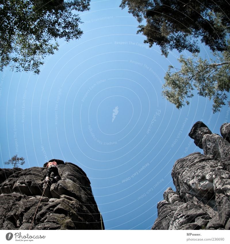 scramble up Masculine 1 Human being Movement Blue Tree Treetop Sky Climbing Rock Saxon Switzerland Rope Above Tall Upward Safety (feeling of) Contrast Branch