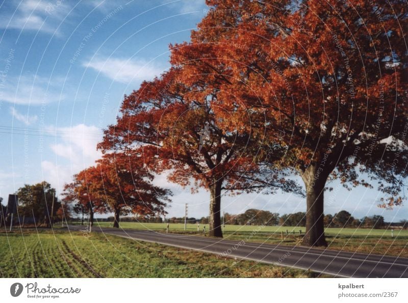 Street in autumn Autumn Avenue red oaks