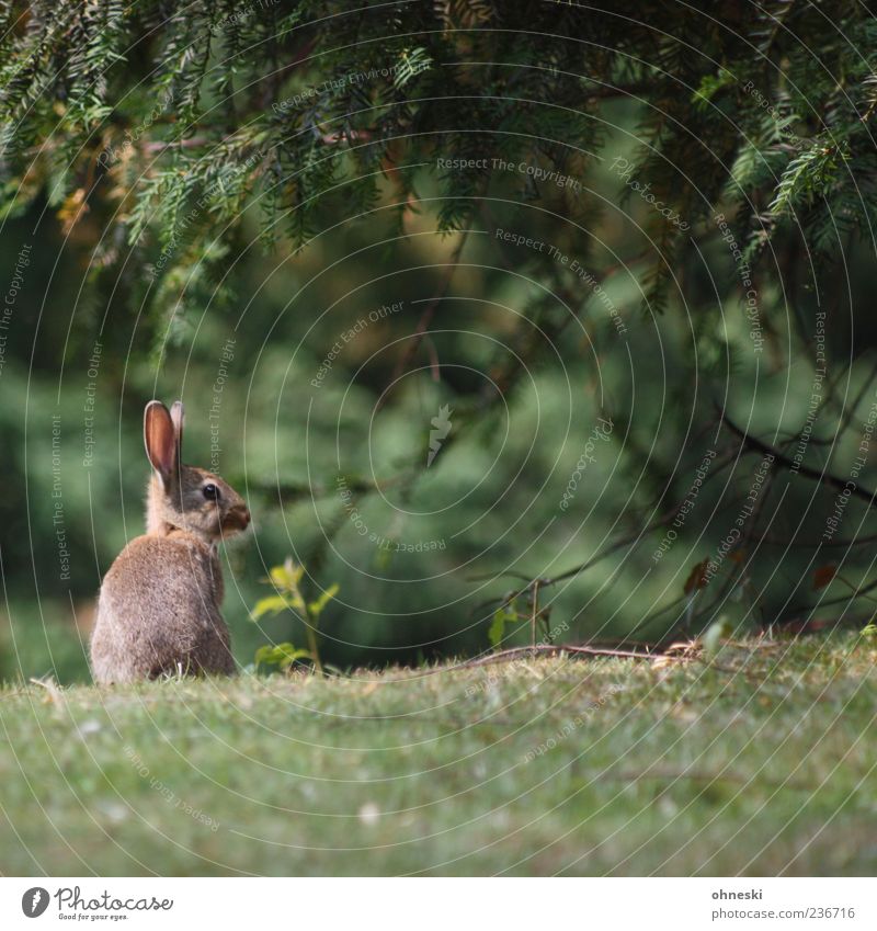 Rabbit - small Feasts & Celebrations Easter Nature Animal Park Wild animal Animal face Hare & Rabbit & Bunny 1 Small Cute Green Hope Belief Public Holiday