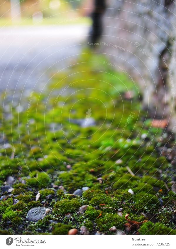 titles are overrated,... Plant Moss Gray Green Black Stony Wall (building) Street Footpath Corner Village Dirty Edge Damp Plaster Stone Overgrown Colour photo