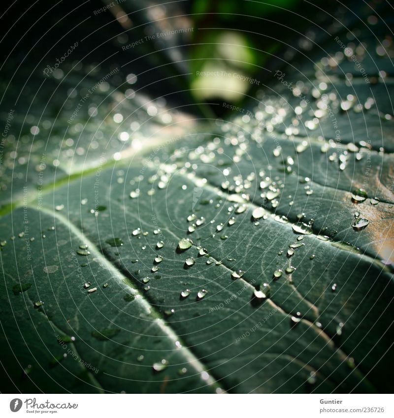 after the rain comes... Environment Nature Plant Beautiful weather Leaf Foliage plant Wild plant Green Black Drops of water Dew Fluid Effervescent Virgin forest