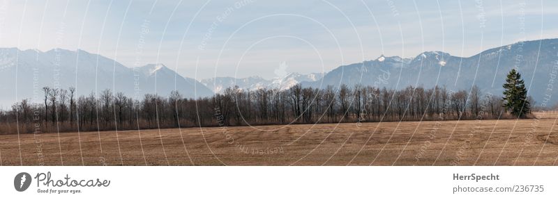 mossblick Nature Landscape Beautiful weather Tree Alps Snowcapped peak Bog Marsh Blue Brown Gray Panorama (Format) Colour photo Subdued colour Exterior shot