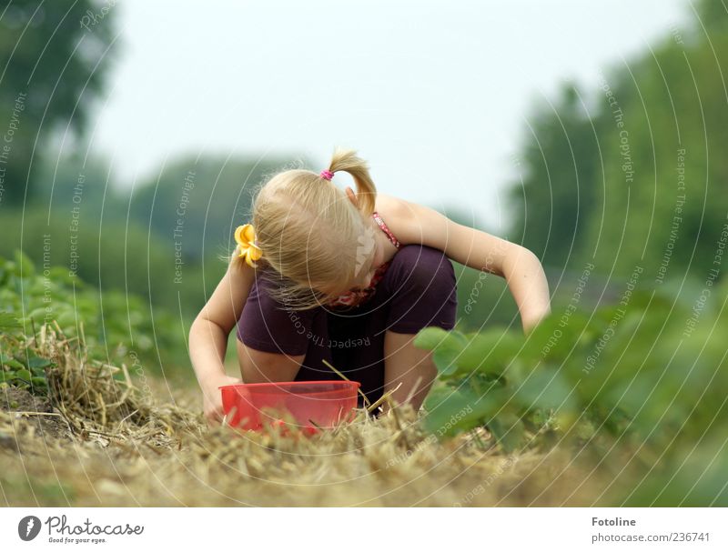 strawberry harvest Human being Child Girl Infancy Skin Hair and hairstyles Arm Legs Environment Nature Plant Summer Bright Pick Collection Harvest Colour photo