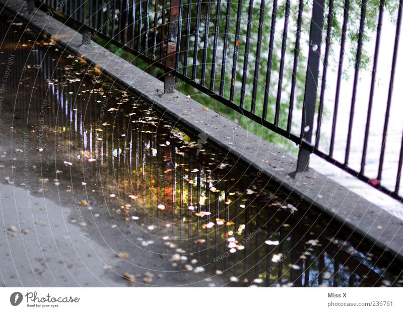 Along the Danube Water Bridge Lanes & trails Dirty Wet Reflection Fence Puddle Autumn leaves Leaf Sidewalk Colour photo Exterior shot Deserted Evening