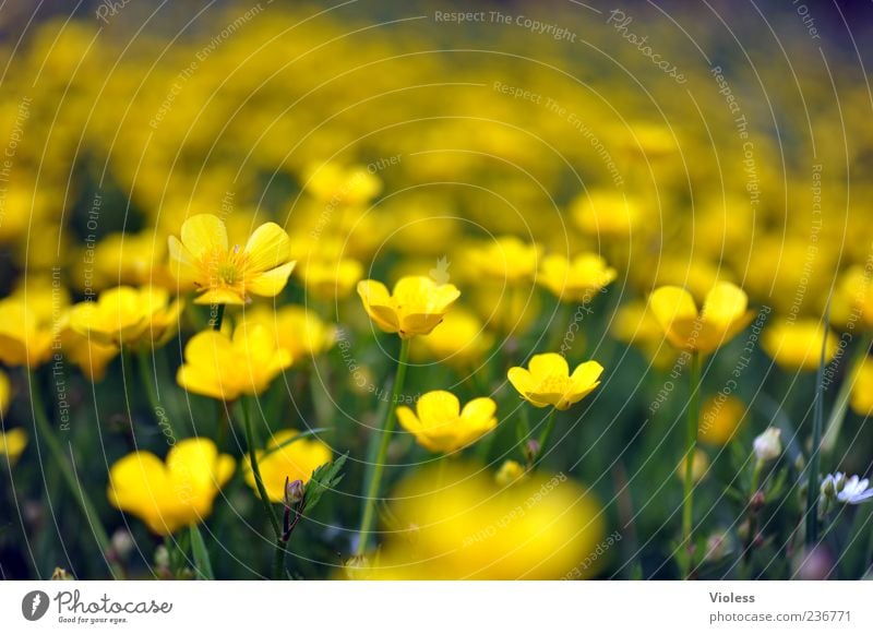 (Un)Sharp buttercup Nature Plant Flower Spring fever Marsh marigold Crowfoot plants Colour photo Exterior shot Blur Shallow depth of field Yellow Flower meadow