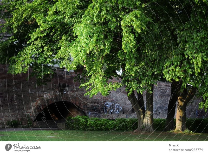 in the park Nature Summer Tree Grass Park Meadow Bridge Green Ulm Colour photo Exterior shot Deserted Dawn Evening Twilight Shadow