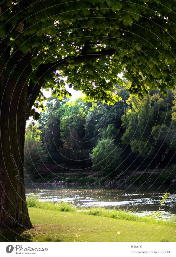 Danube in the evening Calm Summer Tree Grass Park River bank Relaxation Colour photo Exterior shot Deserted Evening Twilight Light Shadow Landscape Nature