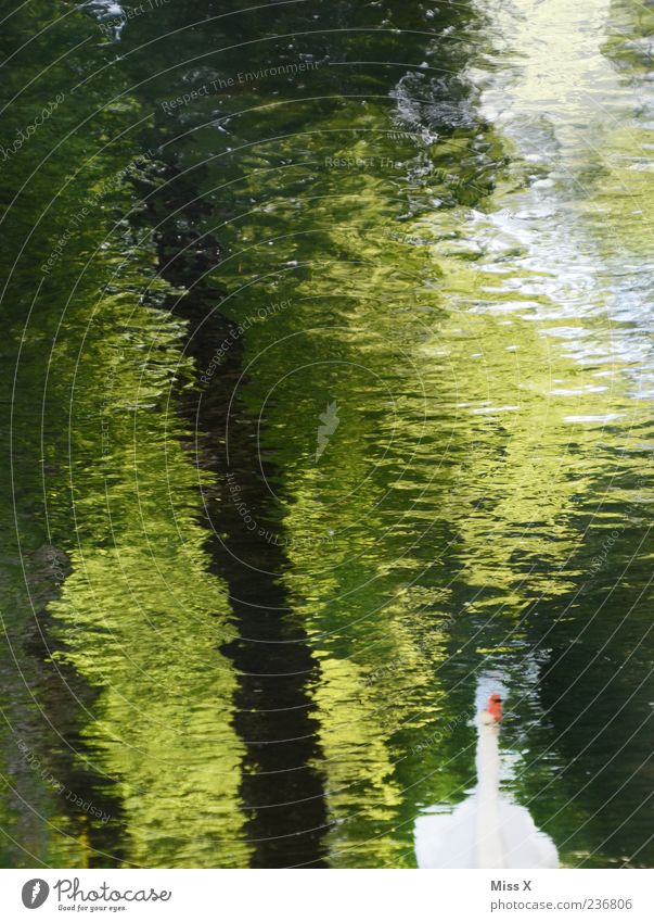 swan Nature Water Tree River bank Pond Lake Brook Animal Swan Swimming & Bathing Water reflection Colour photo Multicoloured Exterior shot Deserted Reflection