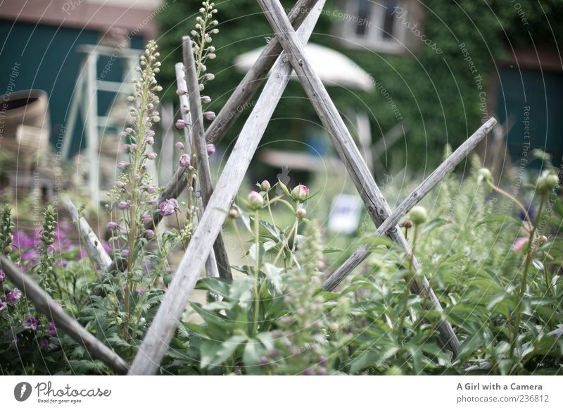 kitchen garden Lifestyle Style Living or residing Garden Arrange Decoration Nature Plant Summer Flower Bushes Blossom Wild plant Pot plant Peony Hollyhock