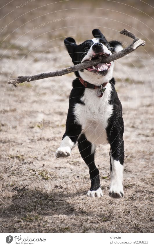 amy Animal Pet Dog 1 Running Playing Jump Enthusiasm Euphoria Power Movement Retrieve Stick Branch Colour photo Exterior shot Deserted Copy Space top