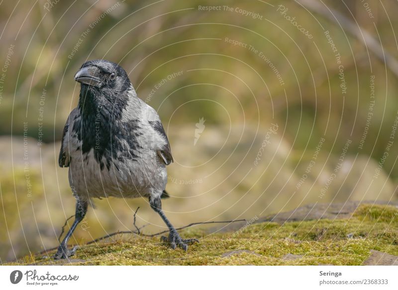 Raven Crow Fog Crow (Corvus corone cornix) Nature Landscape Plant Animal Garden Park Meadow Field Forest Wild animal Bird Animal face Wing Claw 1 Flying Looking