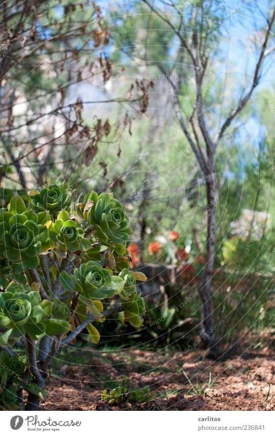 sun lounger photo Nature Plant Sunlight Summer Growth Earth Garden Bed (Horticulture) Succulent plants Shadow tamarisk Mediterranean Blossoming Bushes