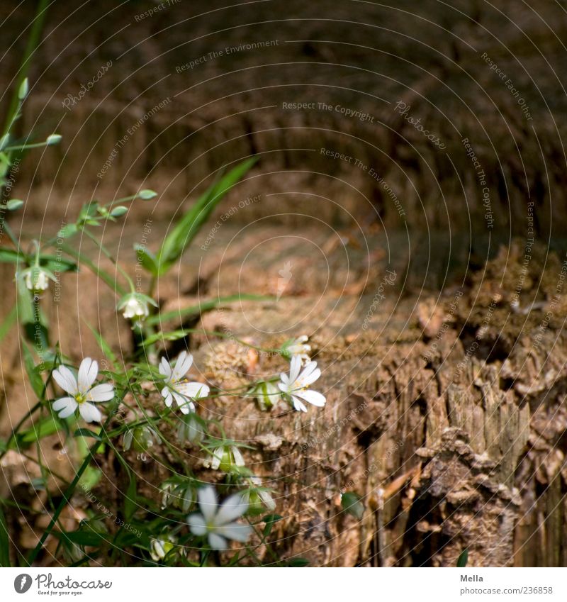 forest week Environment Nature Plant Spring Summer Flower Blossom Wild plant Forest Blossoming Growth Beautiful Sustainability Natural Brown Green White