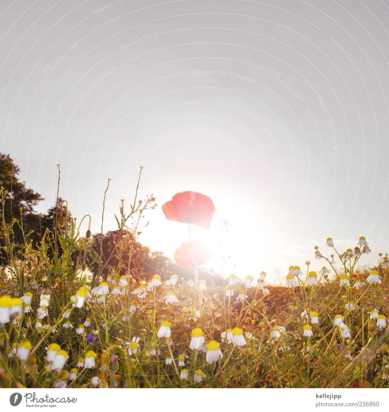 Monday Lifestyle Summer Sun Environment Nature Landscape Plant Air Cloudless sky Sunrise Sunset Sunlight Climate Weather Beautiful weather Grass Leaf Blossom