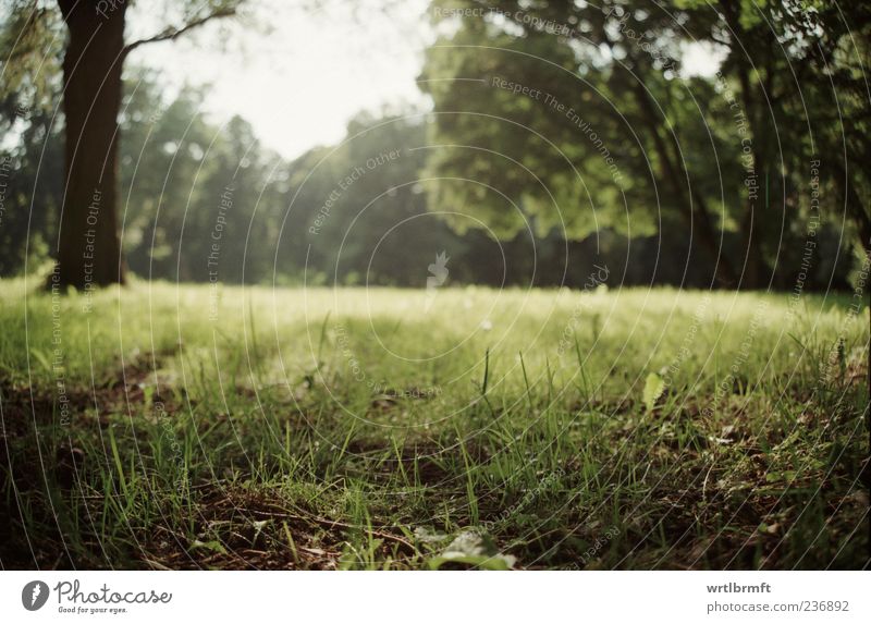 clearing Nature Landscape Plant Sun Sunlight Summer Beautiful weather Tree Grass Leaf Park Meadow Esthetic Natural Yellow Green White Contentment Spring fever