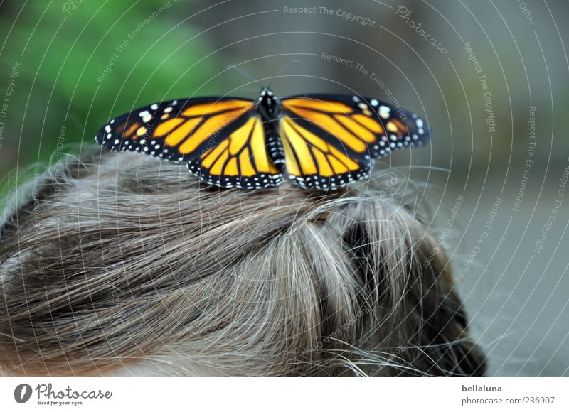 spot landing Human being Child Girl Infancy Life Hair and hairstyles 1 Animal Wild animal Butterfly Wing Elegant Fantastic Beautiful Brown Green Black White