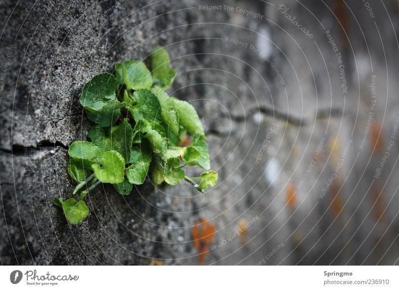 expressive Nature Plant Spring Leaf Wild plant Rock Wall (barrier) Wall (building) Stone Concrete Blossoming Growth Aggression Strong Green Power Endurance