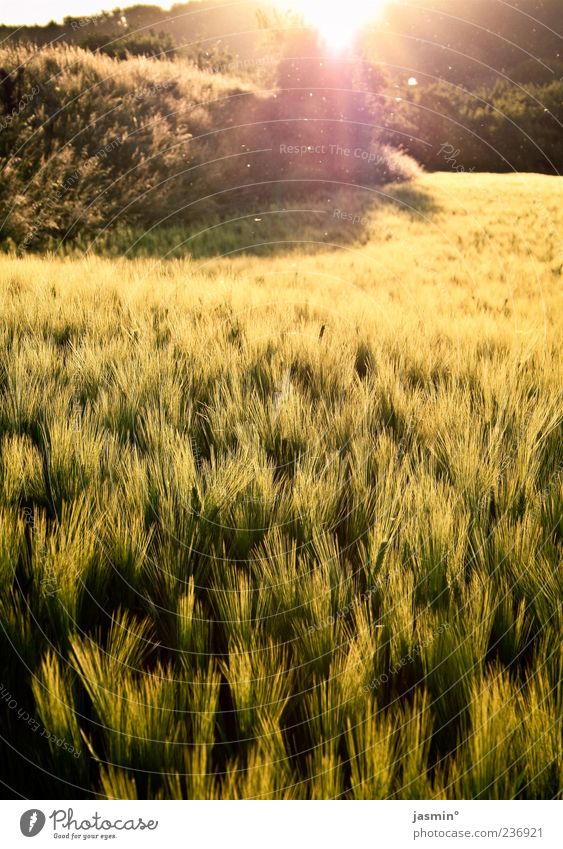 last rays of sunshine Nature Sunrise Sunset Sunlight Spring Grass Field Free Bright Warmth Colour photo Exterior shot Deserted Twilight Light Sunbeam Back-light