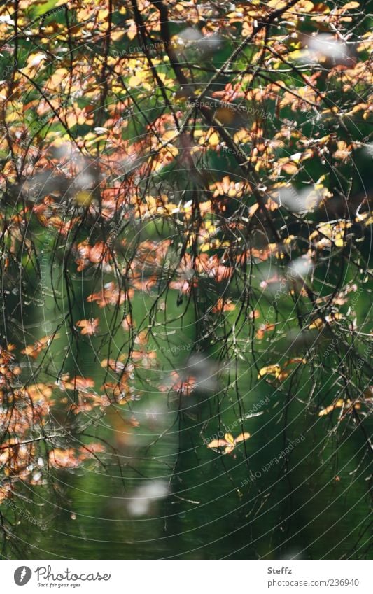 Leaf curtain with light leaves Sunlight Light Mood lighting Shaft of light Illuminating Early fall Autumnal colours Light and shadow Autumnal weather Dark green