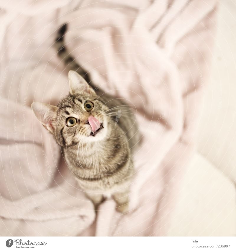 tasty, tasty!! Animal Pet Cat Animal face Pelt 1 Baby animal Beautiful Lick Tongue Colour photo Interior shot Deserted Day Animal portrait Upward Cloth Pink