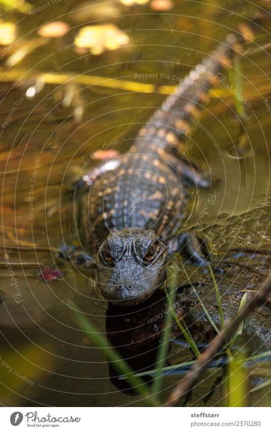 Young American Alligator mississippiensis Golf course Baby Pond Animal Wild animal Animal face 1 Baby animal Large Fear Dangerous young Reptiles lizard Saurians