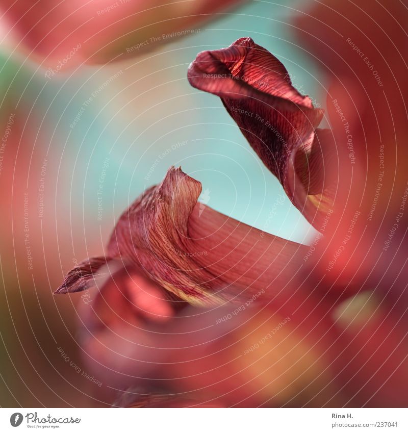 Very close Plant Tulip Blossoming Esthetic Macro (Extreme close-up) Blossom leave Blur Close-up Colour photo Shallow depth of field Red Deserted