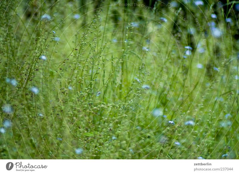 Forget-me-not, almost withered Environment Nature Plant Spring Summer Flower Grass Foliage plant Meadow Growth Green Colour photo Exterior shot Deserted