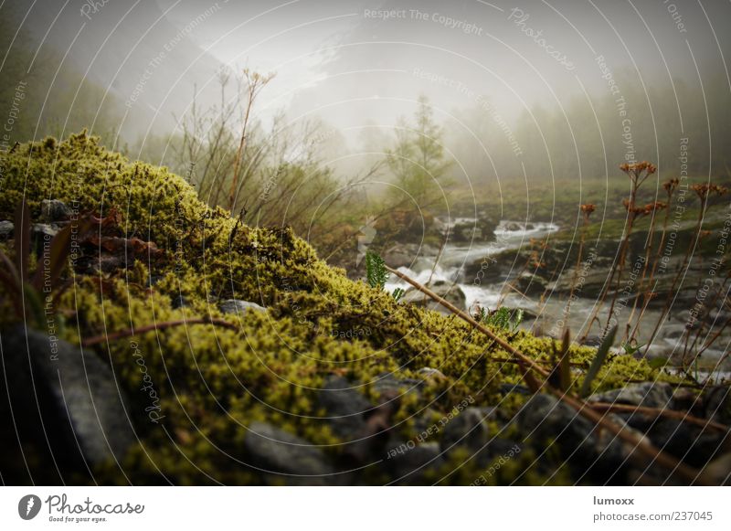 briksdalsbreen Environment Nature Landscape Water Fog Moss Mountain River bank Norway Scandinavia Europe Wet Natural Moody Briksdalbreen Colour photo