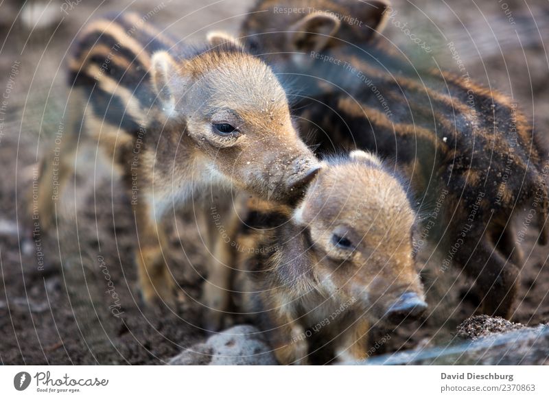 brotherly love Nature Earth Spring Autumn Beautiful weather Forest Wild animal Animal face Pelt Zoo 3 Herd Baby animal Animal family Safety Protection