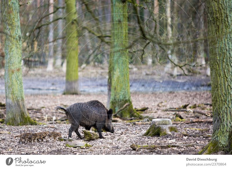 wild boar family Nature Landscape Plant Animal Spring Autumn Beautiful weather Tree Forest Wild animal Pelt Group of animals Herd Baby animal Animal family