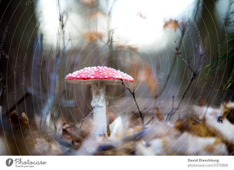 fly agaric Food Nutrition Organic produce Vegetarian diet Leisure and hobbies Nature Plant Animal Earth Spring Beautiful weather Forest Brown Yellow Red White