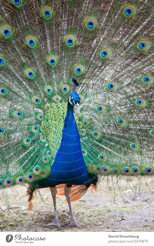 peacock Nature Spring Summer Autumn Beautiful weather Park Animal Wild animal Bird Animal face Wing Zoo Petting zoo 1 Blue Brown Yellow Green Orange Peacock